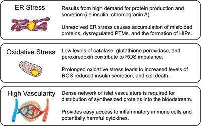 Partners in Crime: Beta-Cells and Autoimmune Responses Complicit in Type 1 Diabetes Pathogenesis